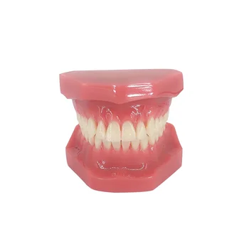 חם שיניים שיניים מודל ללימוד הוראה בחינוך רגיל למבוגרים שן מודל הפה רפואת שיניים רפואי שיניים מוצרים