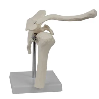 מפרק הכתף דגם שלד אנושי מודל משותף שלד מודל עצם הכתף שרירים משותפת אנטומי דגם