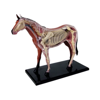 חיה איברים מודל האנטומיה 4D סוס מודיעין הרכבת צעצוע מלמד מודל האנטומיה של DIY מדע פופולרי, מכשירי חשמל