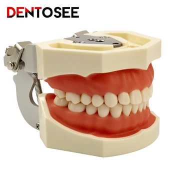 השיניים נשלף דגם מסטיק שיניים מלמד דנטלית סטנדרטית מודל Typodont מודל הדגמה עם שן מלמד